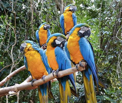 Walking Among Exotic Birds In The Iguazu Rainforest An Exclusive