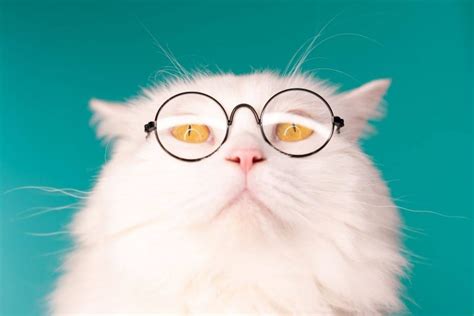 121 Unique Physics Cat Names Wise Kitten