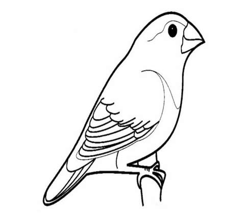 100 Contoh Gambar Sketsa Burung Mudah Terbaru Postsid