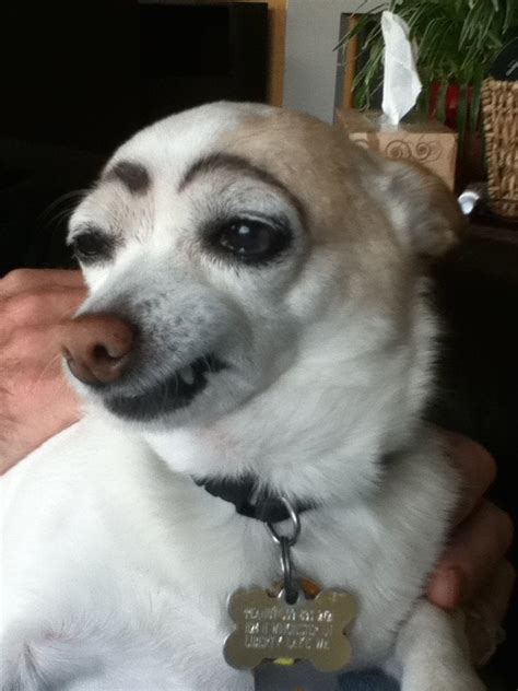 Original Eyebrow Dog From A Different Angle Dogswitheyebrows
