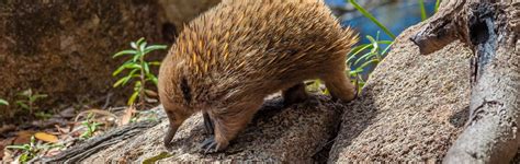 Fire Surviving Echidnas Reveal Gods Design Answers In Genesis