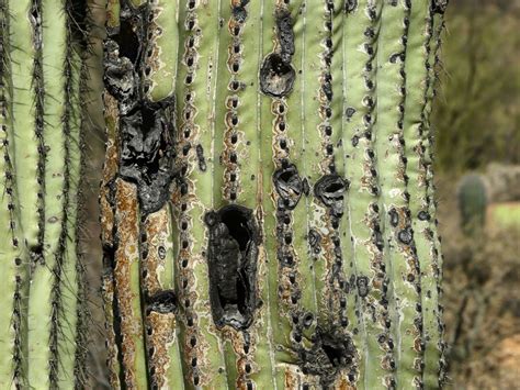 Drechslera Cactus Stem Rot How To Save A Rotting Cactus