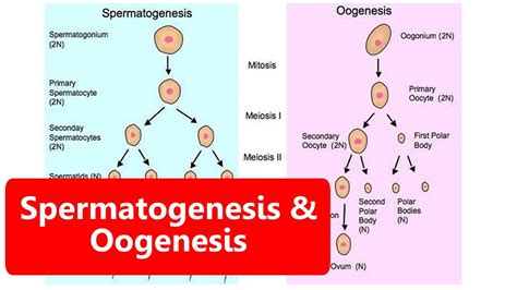 Perbedaan Oogenesis Dan Spermatogenesis Pada Manusia Sexiz Pix Hot