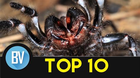 Top 10 Most Dangerous Animals In Australia Youtube