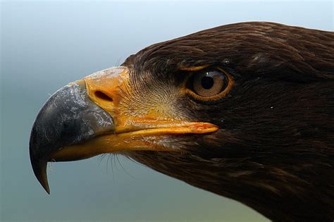 Hd Wallpaper Black Eagle Beak Predator Eyes Profile Bird Animal