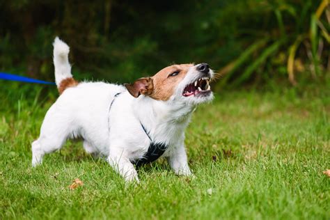 Reasons Why Dogs Suddenly Become Aggressive And How To Stop It