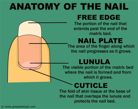 What Are Nails Made Of The Nails Anatomy Disclosed