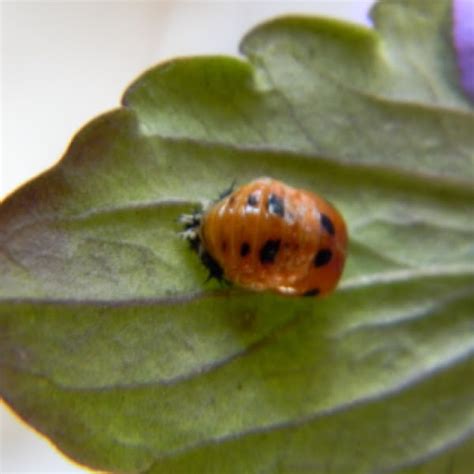 Multicolored Asian Lady Beetle Pupa Stage Project Noah
