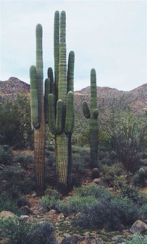Cactus Names In The Sahara Desert Desert Cacti Live In Arid Regions