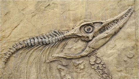 Scientists Discover Fossils Of 160 Million Year Old Winged Mammals Of