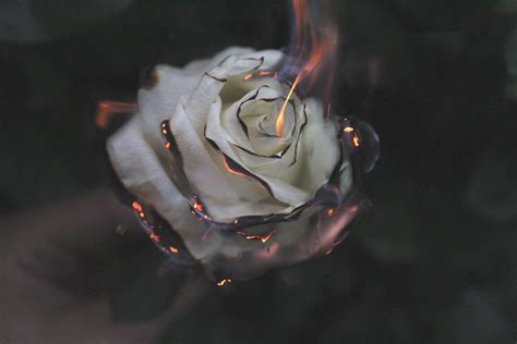 X Rose Fire Photography Smoke X Resolution Hd K Wallpapers Images Backgrounds