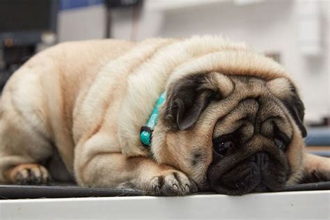 Podgy Pug Picked For Pet Slimming Competition News Clyde 1