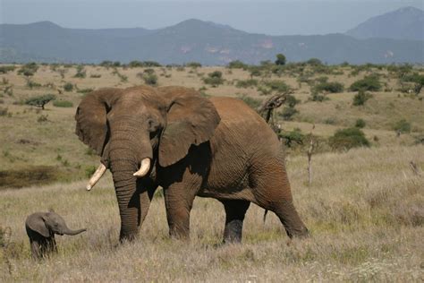 Tusk | African Elephant