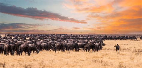 Great Big Nature Captures The Never Ending Migration Of Wildebeest Is