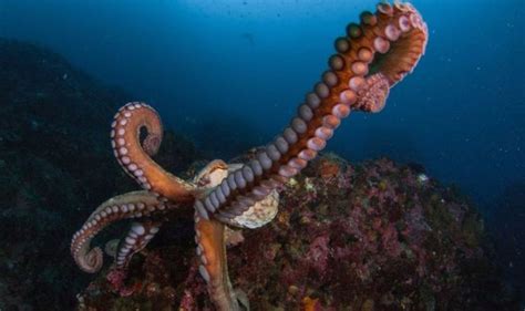 Octopuses Punch Fish Out Of The Way In Feeding Frenzy Watch Science