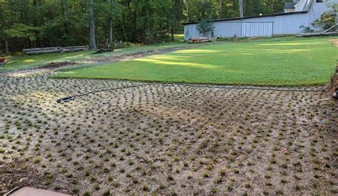 How Long Does It Take For Zoysia Plugs To Fill In Grow Your Yard