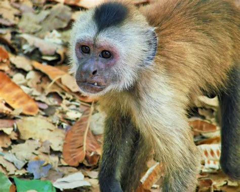 Brown Weeper Capuchin Facts Diet Habitat And Pictures On Animaliabio