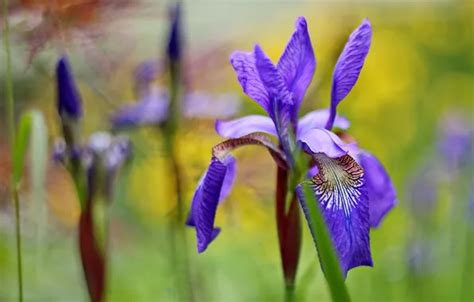 Wallpaper Flowers Irises Lilac Bokeh Iris Images For Desktop