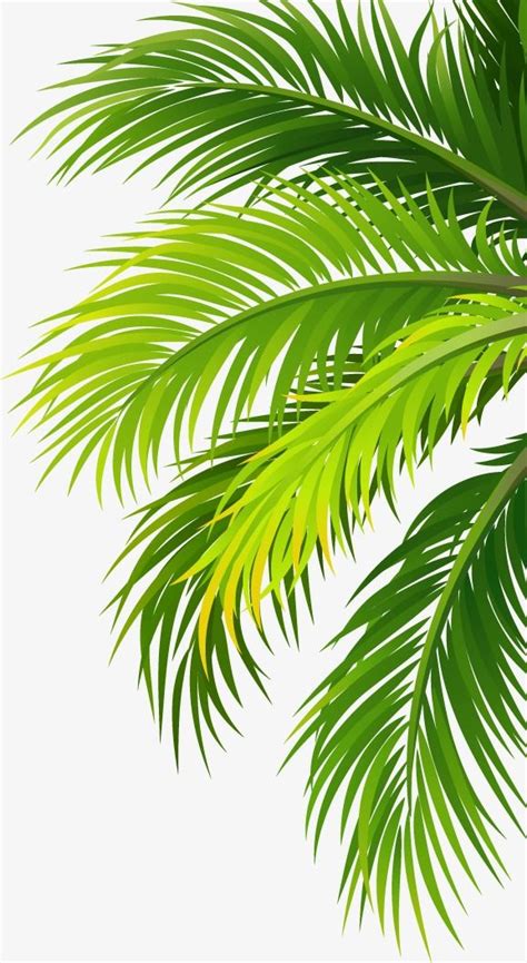 Cocococonuttreesleavesgreenleaves Clipartleaves Clipart Palm