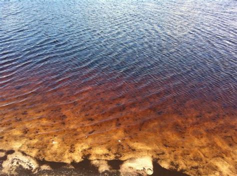 Coisas a fazer em baía formosa buscas comuns em baía formosa atividades ao ar livre em baía formosa categorias populares em baía formosa o que fazer perto de lagoa da coca cola entrada gratuita recomendado para crianças recomendado para grupos grandes recomendado para casais acessível local para lua de mel recomendado para quem busca adrenalina Lagoa da Coca Cola - Baia Formosa - Opiniones de Lagoa da ...