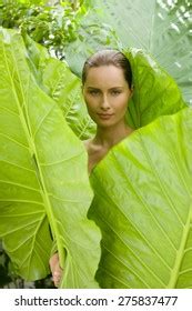 Naked Woman Emerging Giant Leaves Stock Photo Shutterstock