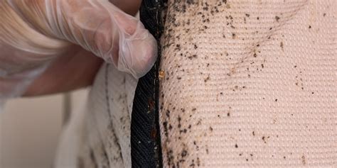 The term usually refers to species that prefer to feed on human blood. Heat Treatment for Bed Bugs | GTS Pest Control
