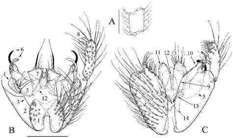 Manota Aculifera Sp N Holotype A Antennal Flagellomere 4 Lateral
