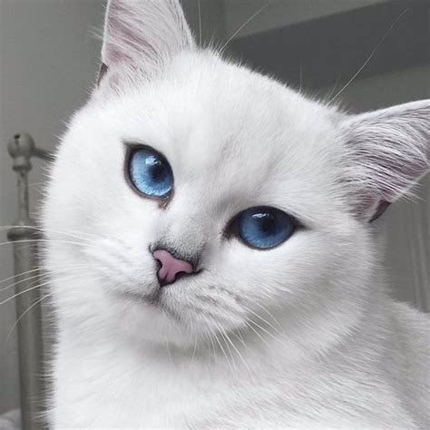 Estos Probablemente Sean Los Ojos De Gato Más Bonitos Que Hayas Visto