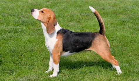 Beagle Breed Profile Top Dog Tips