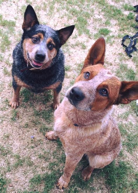 Red Heeler The Complete Dog Breed Guide Artofit
