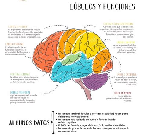 L Bulos Del Cerebro Anatomia Del Cerebro Humano Anatomia Y