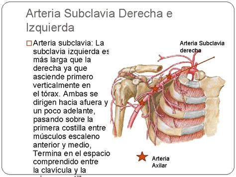 Arteria Subclavia