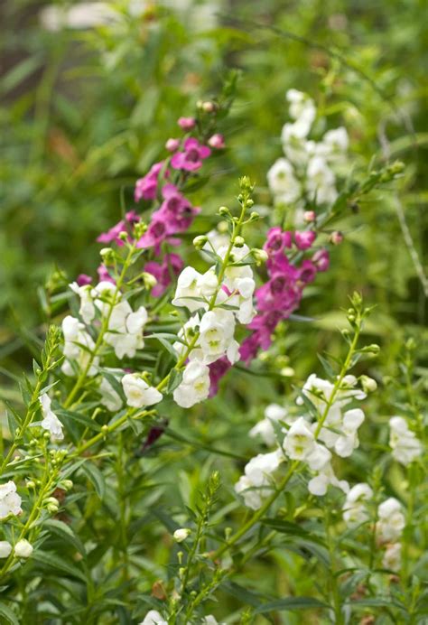 Angelonia Better Homes And Gardens