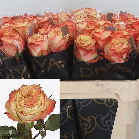 ROSE ADVENTURE 50cm Wholesale Dutch Flowers Florist Supplies UK
