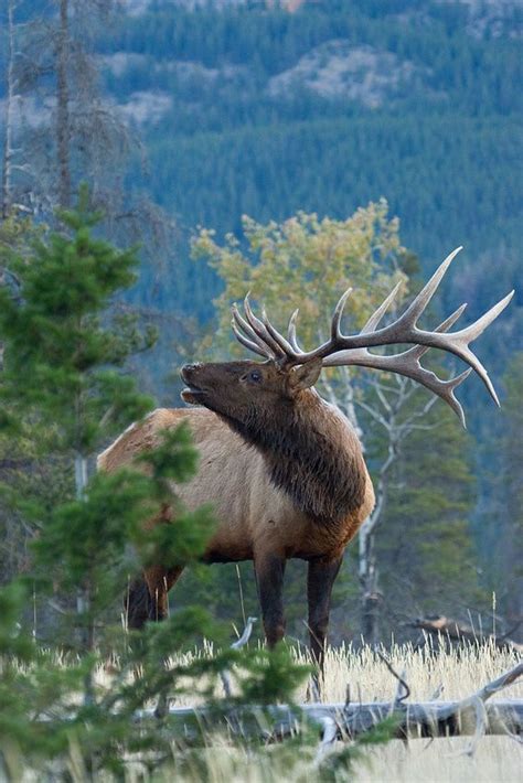 Ek01984 Rocky Mountain Elk Animals Wild Rocky Mountains Animals
