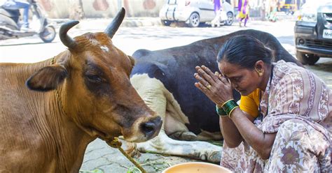 Milk production has enormous the cow farming is oriented to the production of milk. Outrage over Indian police officer's killing by 'cow ...