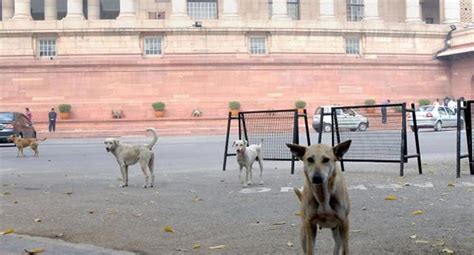 India Perros Callejeros Son Entrenados Por La Policía Para Cuidar