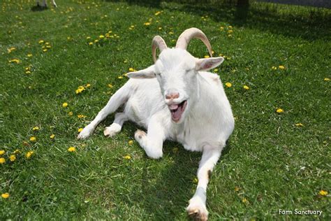 Goat Laughing Goats Animals Cute