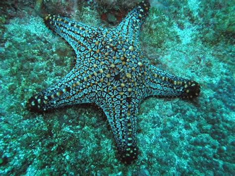 Starfish Ocean Creatures Ocean Animals Marine Animals