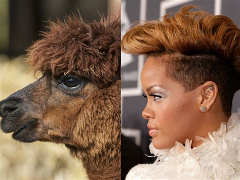 Youaredognow 13 Celebrities And Their Amazing Animal Lookalikes