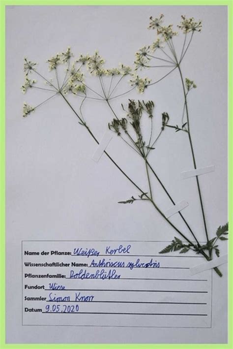 Herbaium Vorlagen Etiketten Herbarium Vorlage Vorlagen Etiketten My