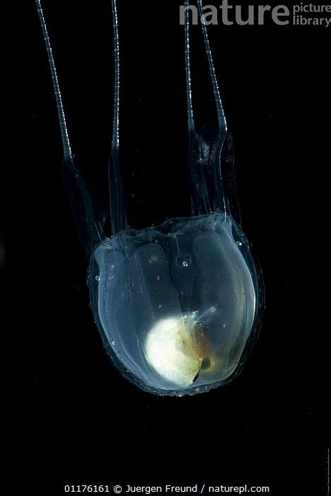 Stock Photo Of Irukandji Jellyfish Carukia Barnesi Digesting Fish