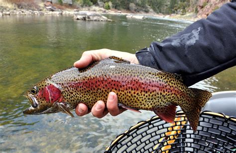 Rainbow Trout Hookedaz Arizona Fishing Community Fly Fishing