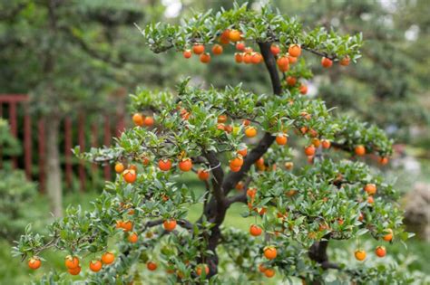 Do Orange Trees Have Thorns Top Facts