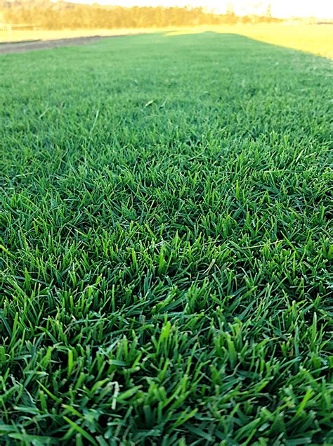 Tiftuf Bermuda Green Life Turf Australias Best Turf