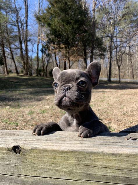 We breed french bulldog puppies in the northern virginia area. Female french bulldog in Virginia in 2020 | Grey french ...