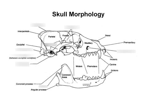 Mammal Skull And Bat Morphology Diagram Quizlet