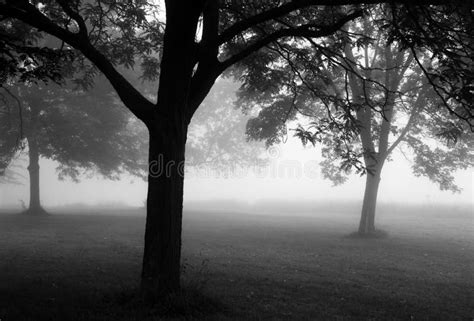 Foggy Morning Stock Image Image Of Morning Branches 3074439