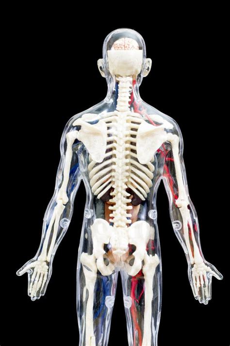 Image Showing Internal Organs In The Back Model Of The Human Body