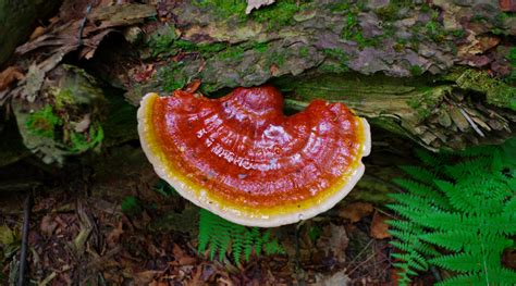 Reishi Mushroom The Ultimate Guide To Ganoderma Lucidum Freshcap